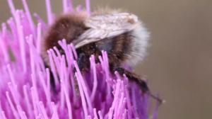 Click to view this image in a large viewer