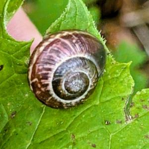 Click to view this image in a large viewer