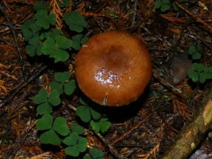 Click to view this image in a large viewer