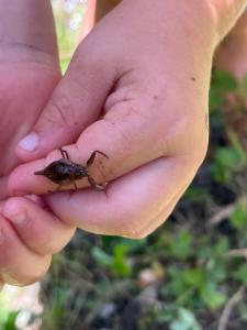 Click to view this image in a large viewer