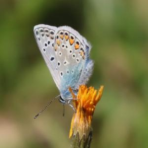 Click to view this image in a large viewer