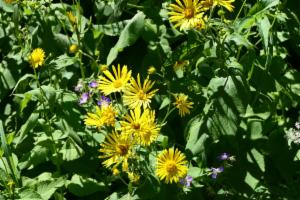 Click to view this image in a large viewer