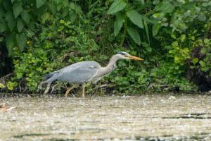 Click to view this image in a large viewer