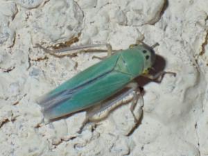 Click to view this image in a large viewer