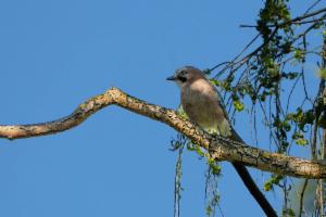 Click to view this image in a large viewer