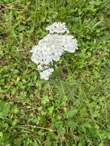 Click to view this image in a large viewer