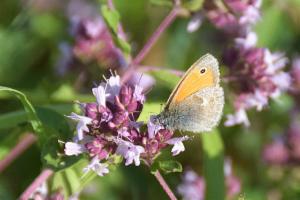 Click to view this image in a large viewer