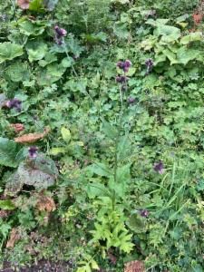 Click to view this image in a large viewer