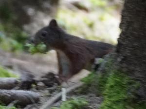 Click to view this image in a large viewer