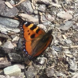 Click to view this image in a large viewer