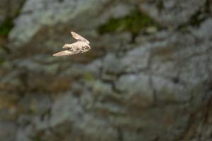 Click to view this image in a large viewer