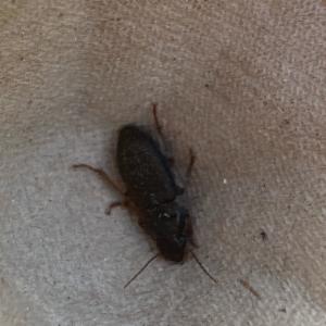 Click to view this image in a large viewer