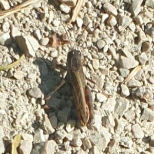 Click to view this image in a large viewer