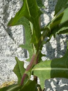 Click to view this image in a large viewer