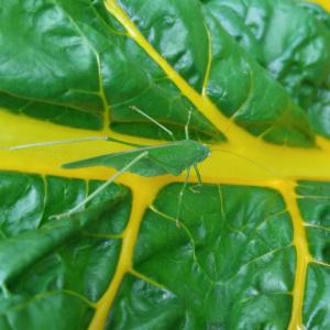 Click to view this image in a large viewer