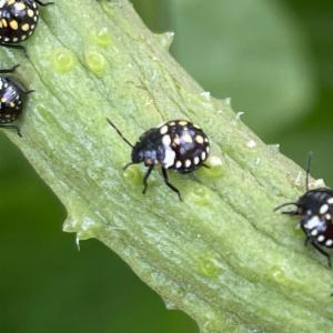 Click to view this image in a large viewer