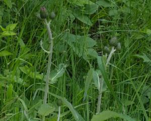 Click to view this image in a large viewer