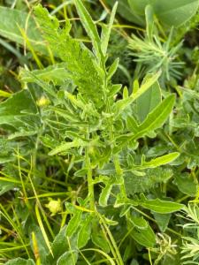 Click to view this image in a large viewer