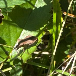 Click to view this image in a large viewer