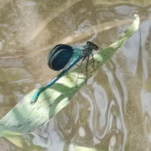 Click to view this image in a large viewer