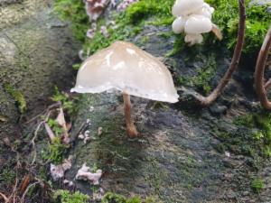 Click to view this image in a large viewer