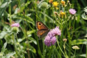 Click to view this image in a large viewer