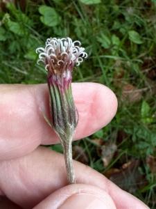 Click to view this image in a large viewer