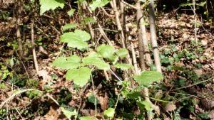 Click to view this image in a large viewer