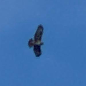 Click to view this image in a large viewer