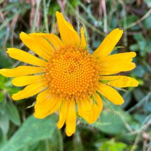 Click to view this image in a large viewer