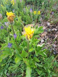 Click to view this image in a large viewer