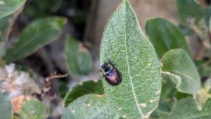 Click to view this image in a large viewer