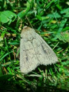 Click to view this image in a large viewer