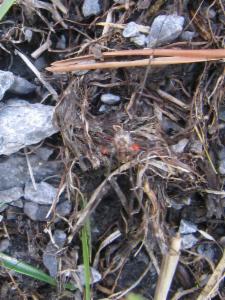 Click to view this image in a large viewer