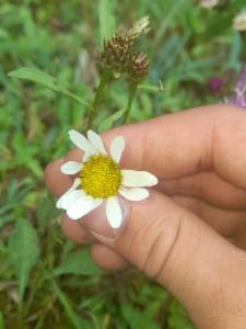 Click to view this image in a large viewer