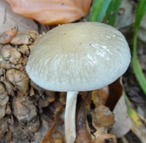 Click to view this image in a large viewer