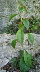 Click to view this image in a large viewer