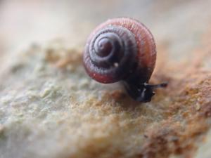 Click to view this image in a large viewer