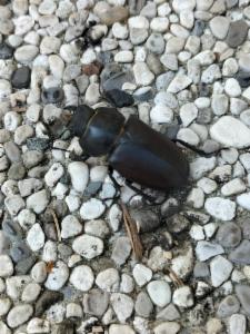 Click to view this image in a large viewer