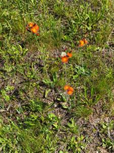 Click to view this image in a large viewer