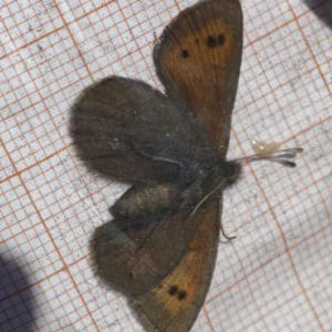 Click to view this image in a large viewer