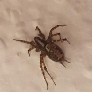 Click to view this image in a large viewer