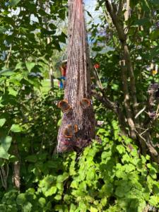 Click to view this image in a large viewer