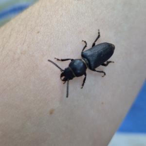 Click to view this image in a large viewer