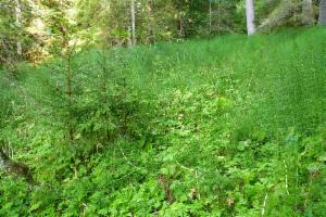 Click to view this image in a large viewer