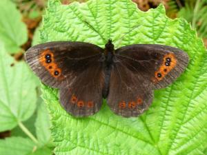 Click to view this image in a large viewer