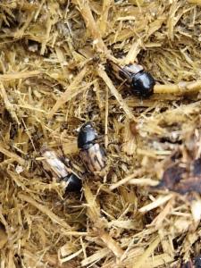 Click to view this image in a large viewer