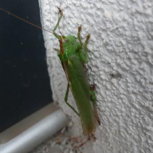 Click to view this image in a large viewer