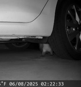 Click to view this image in a large viewer