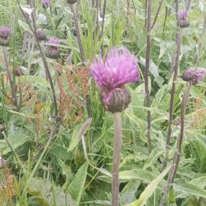 Click to view this image in a large viewer